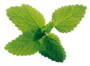 Eucalyptus & Mint